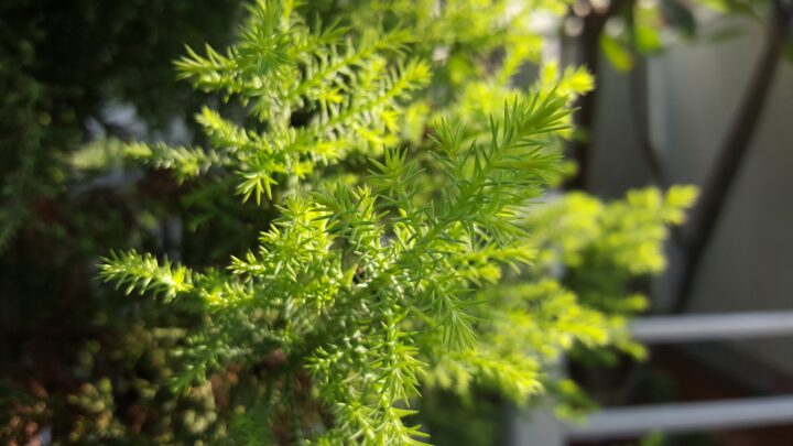 Note-5-camera-sample-11