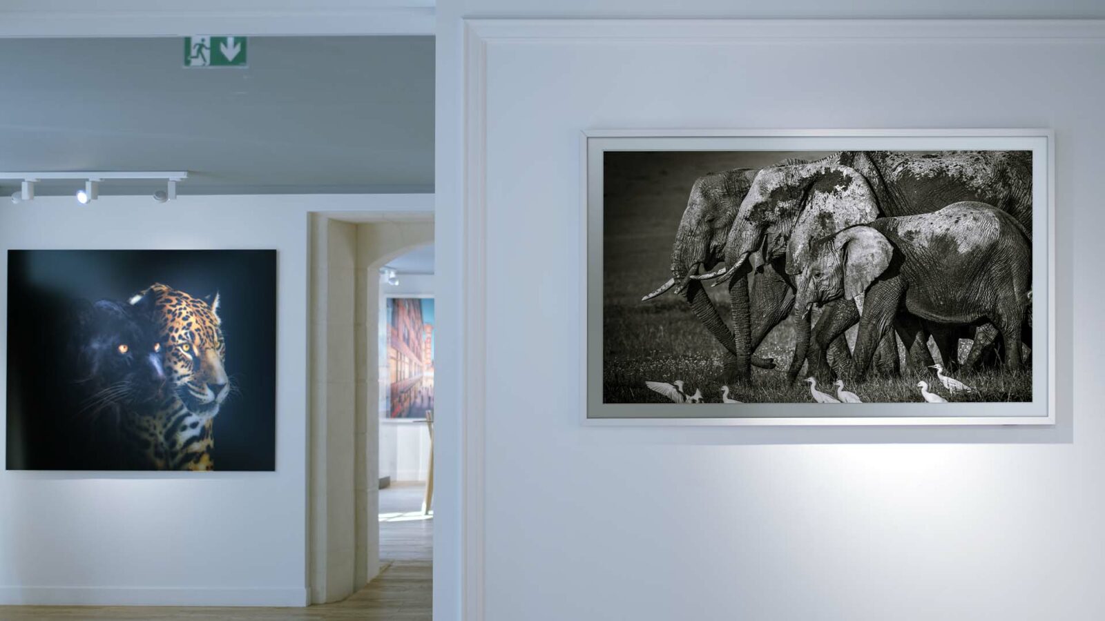 Samsung brings more art photography from YellowKorner to The Frame TV ...