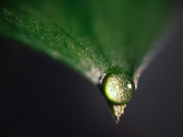 master-macro-photography-on-your-samsung-galaxy-phone-with-these-tips