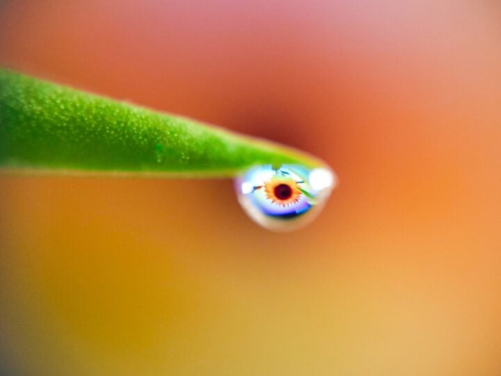 Master Macro Photography On Your Samsung Galaxy Phone With These Tips ...