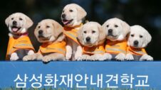 Samsung holds retirement ceremony for guide dogs, rehomes new puppies